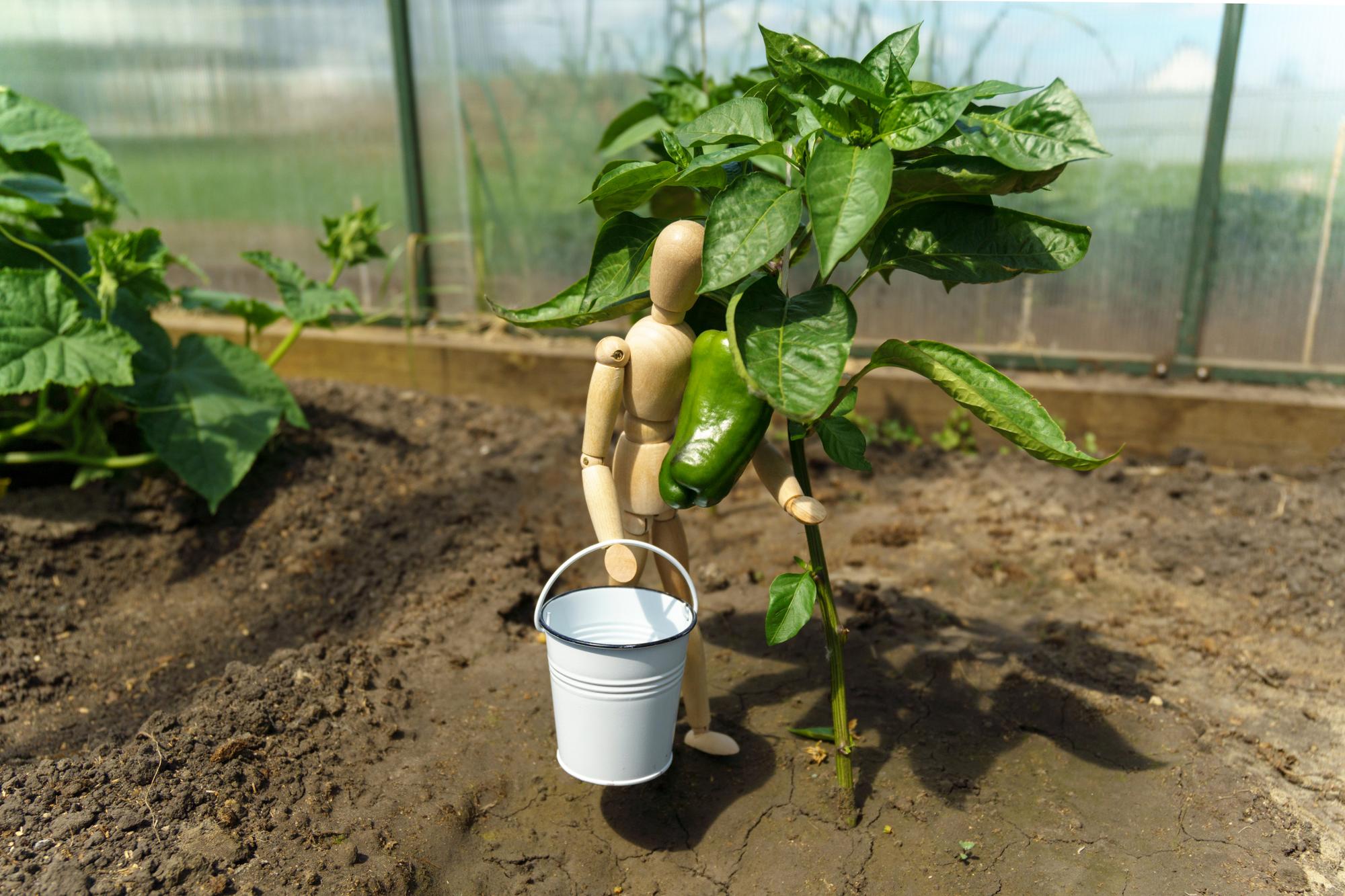 Quand planter le poivron au jardin ou en pot ?