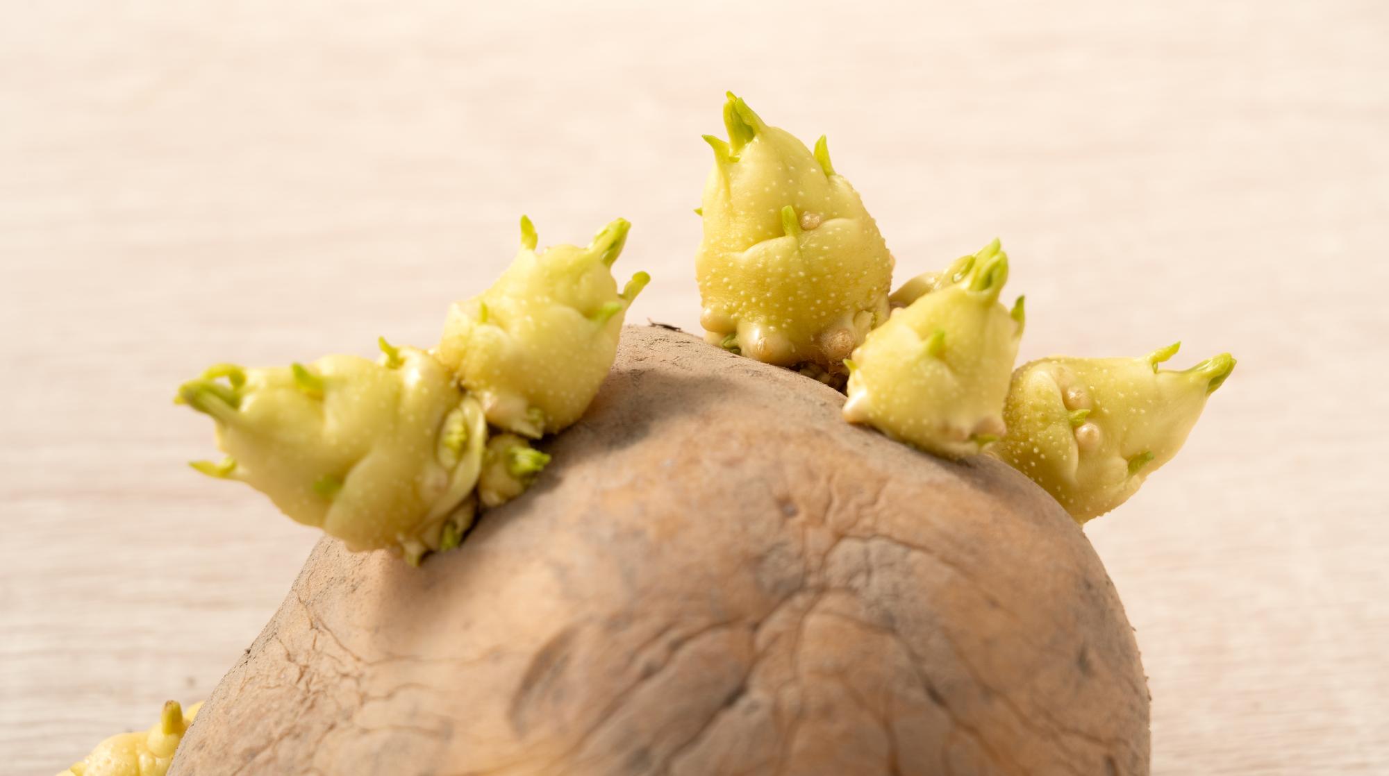 FAQ autour des légumes et de leur classement