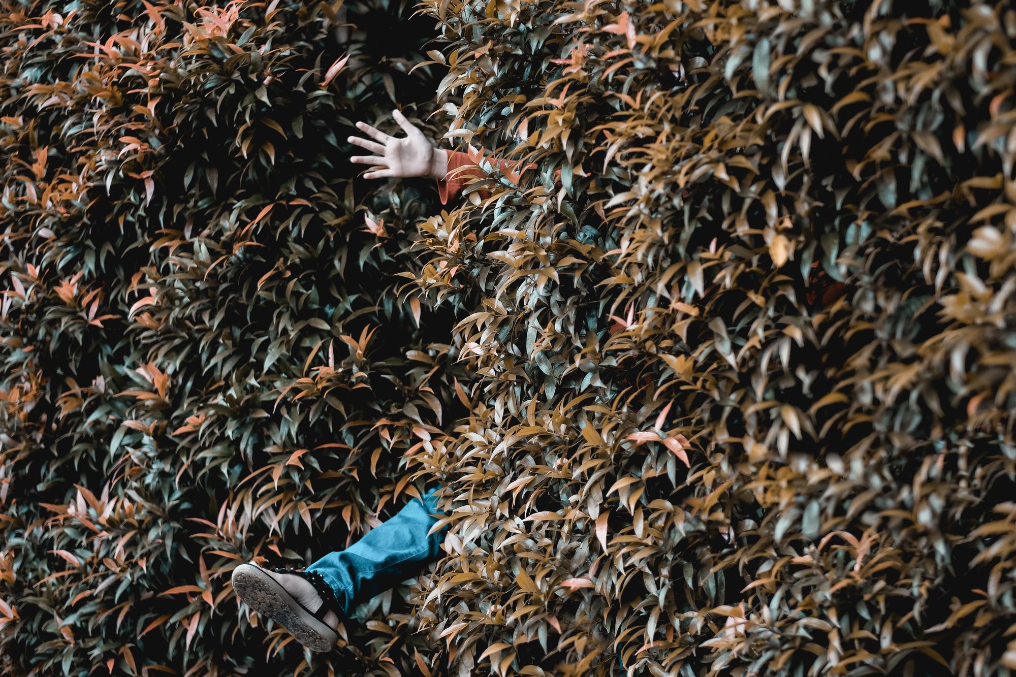 Faut-il tailler les feuilles abîmées ?
