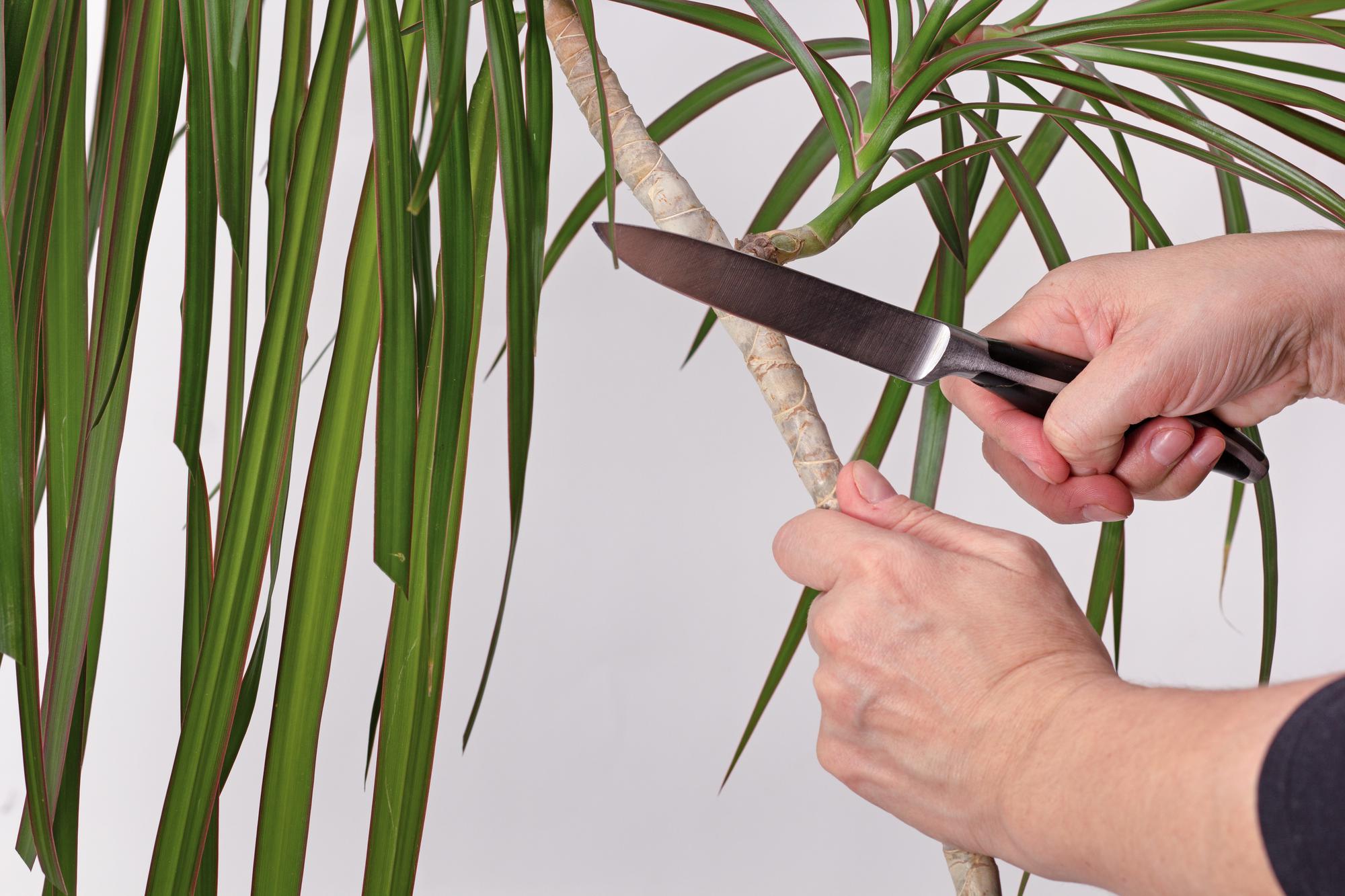 Faut-il tailler un yucca d’extérieur ?