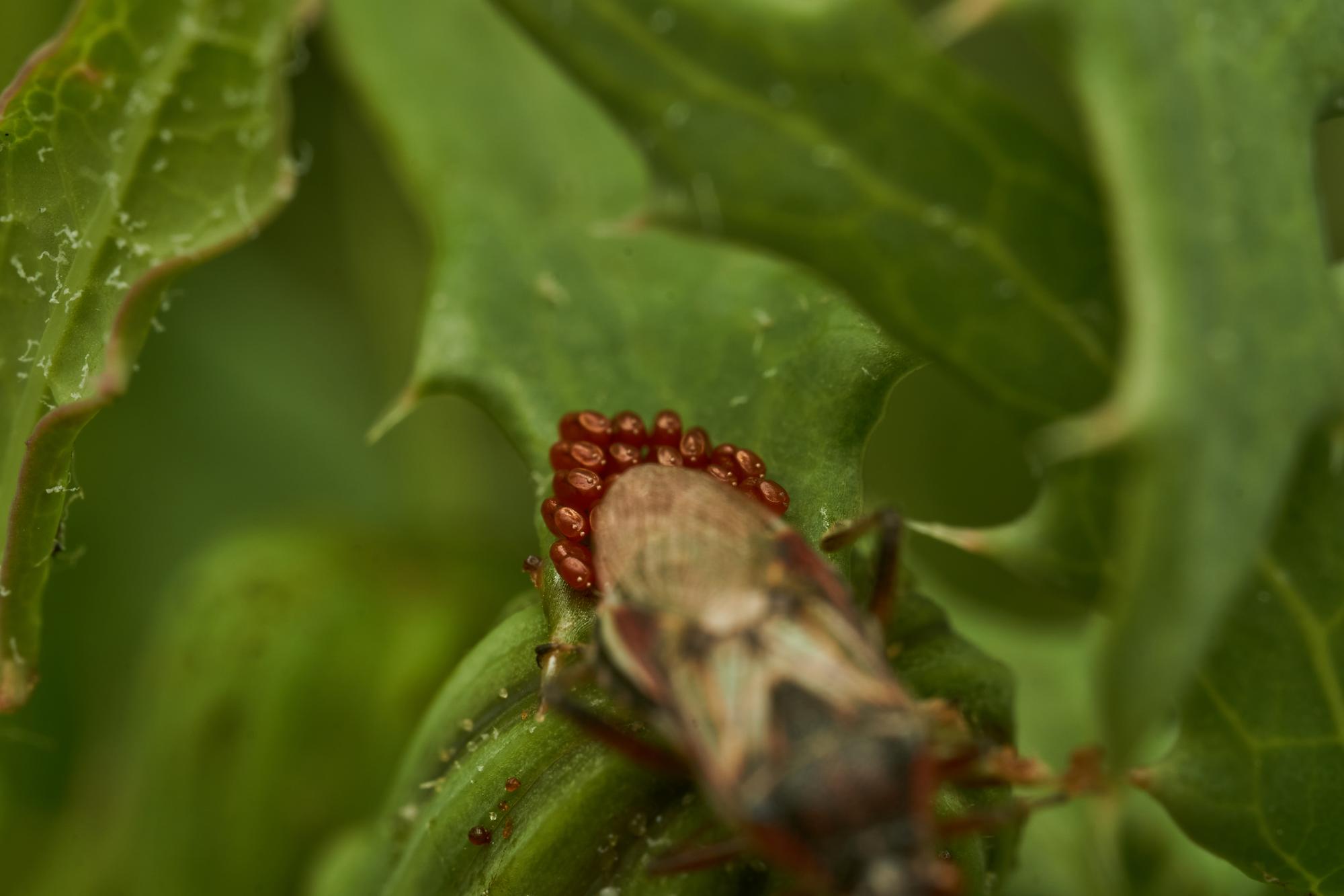 5. Parasites et maladies : cochenilles, araignées rouges & cie