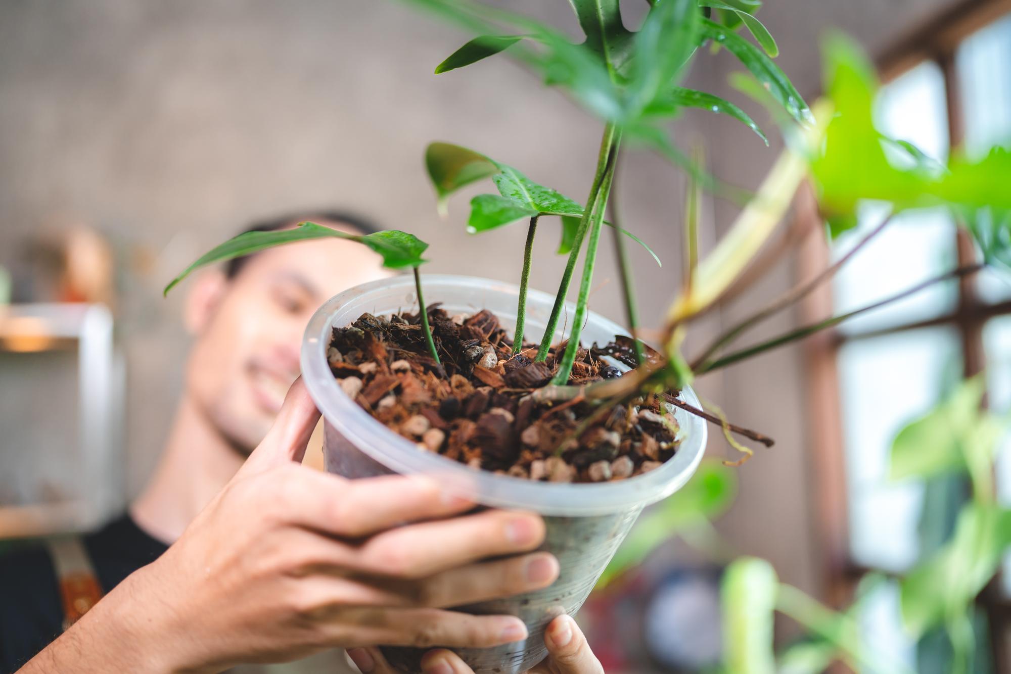 Quand semer les graines de poivrons si tu veux faire tes plants ?