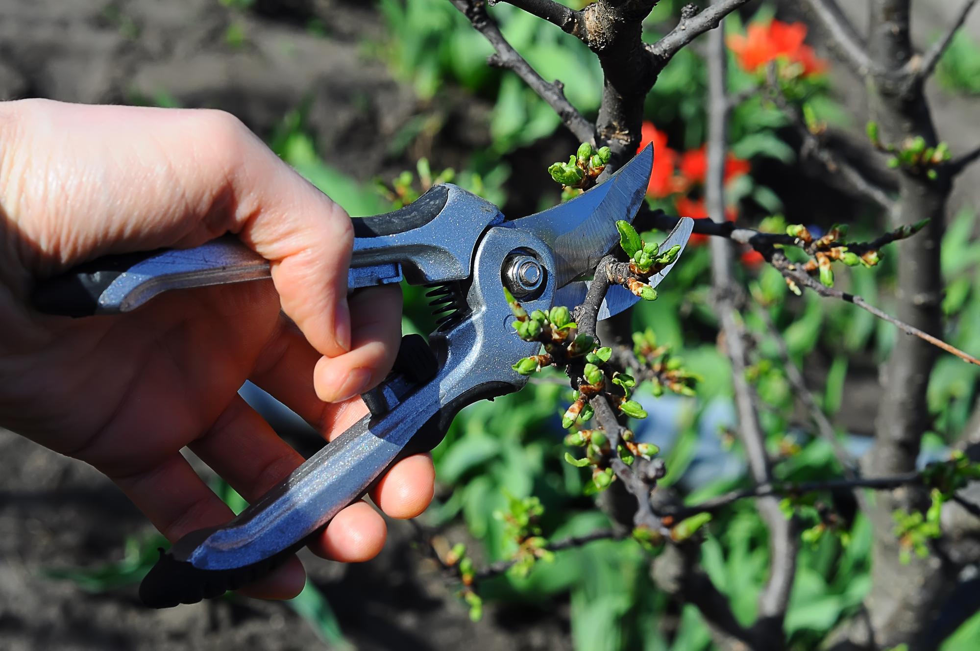 Quand tailler un photinia sans le fatiguer ?