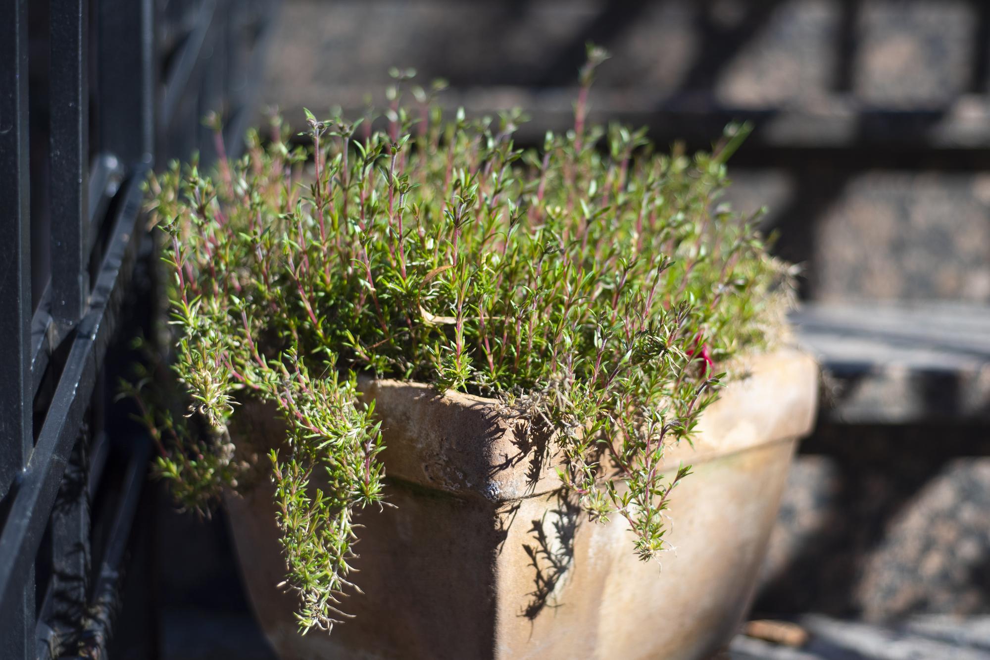 Quand planter le thym en pleine terre selon ton climat ?
