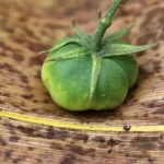 tomate mildiou
