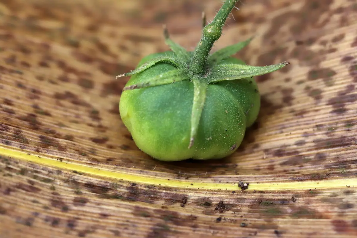 tomate mildiou