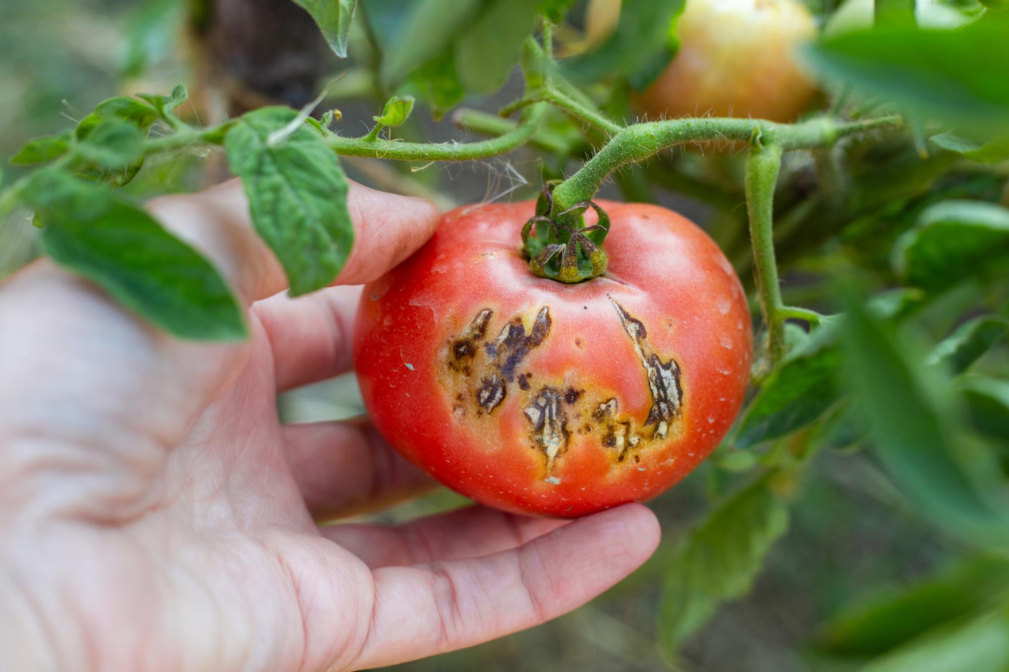 Comment reconnaître le mildiou sur les tomates rapidement ?