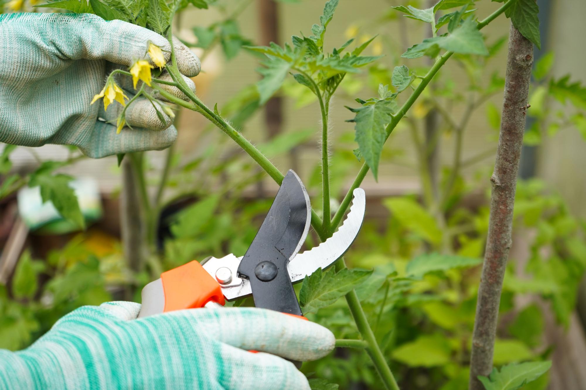 Quand tailler un pied de tomate ?