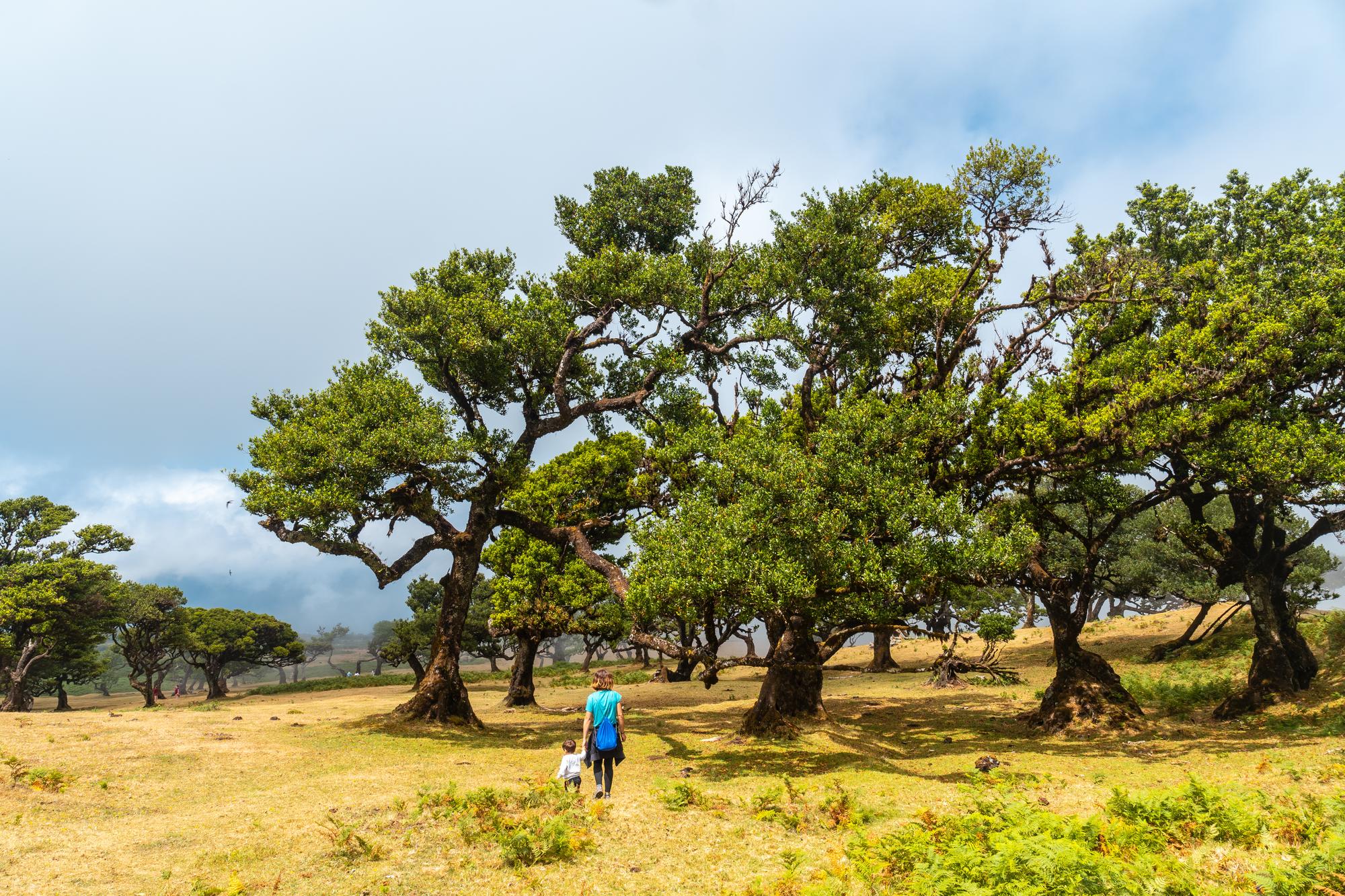 Quel arbre produit des samares, à part l’érable ?