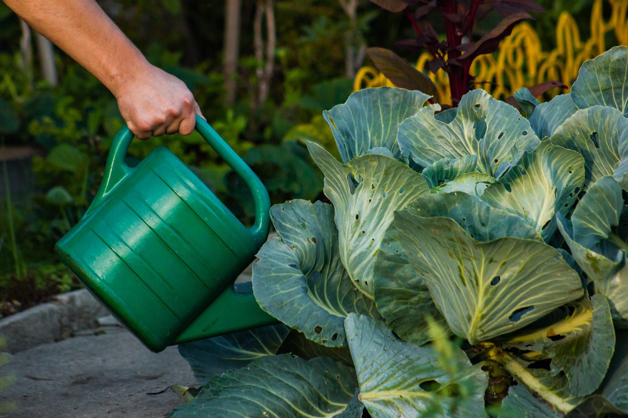 Comment entretenir les choux-fleurs (arrosage, paillage, fertilisation) ?