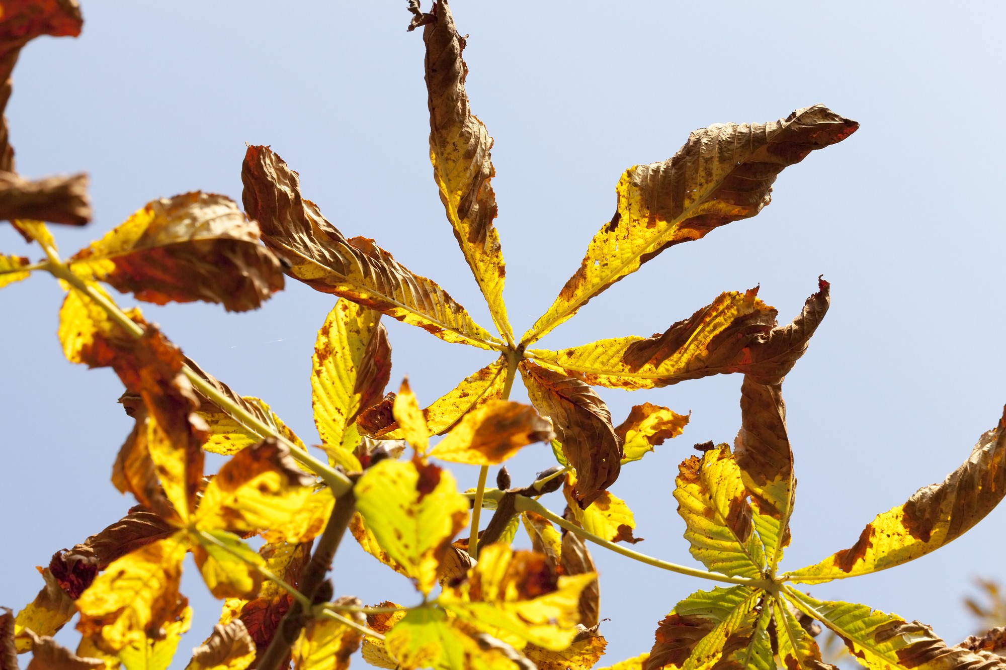 Comment soigner un ficus ginseng qui jaunit puis perd ses feuilles ?