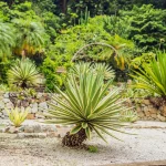 agave mexique jardin