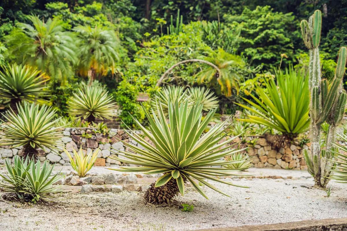 agave mexique jardin