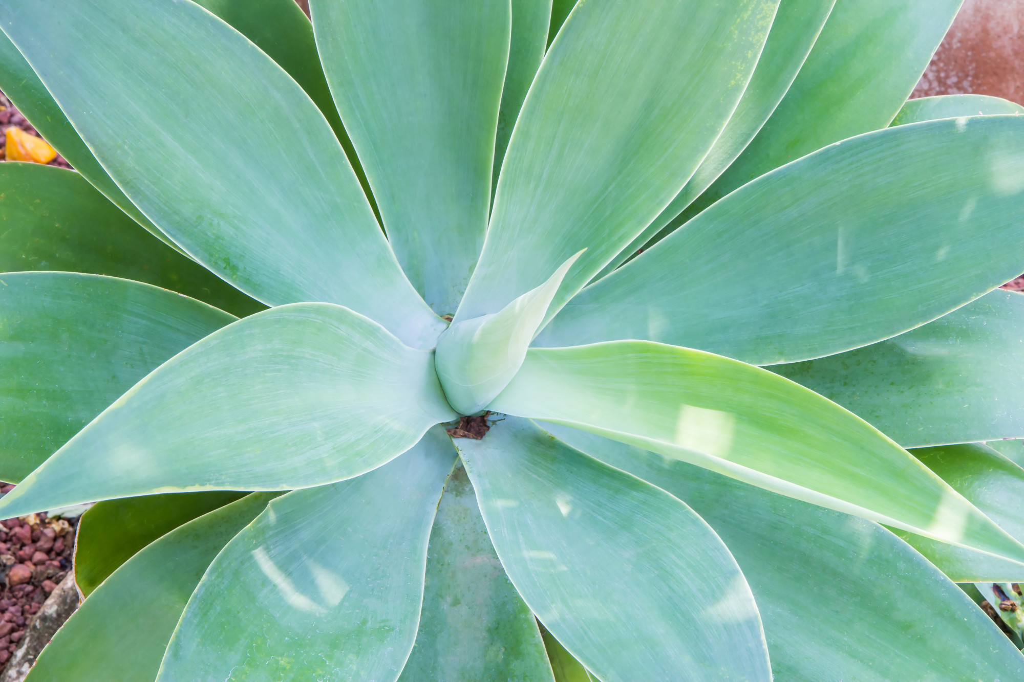 Qu’est-ce qu’un agave du Mexique, exactement ?