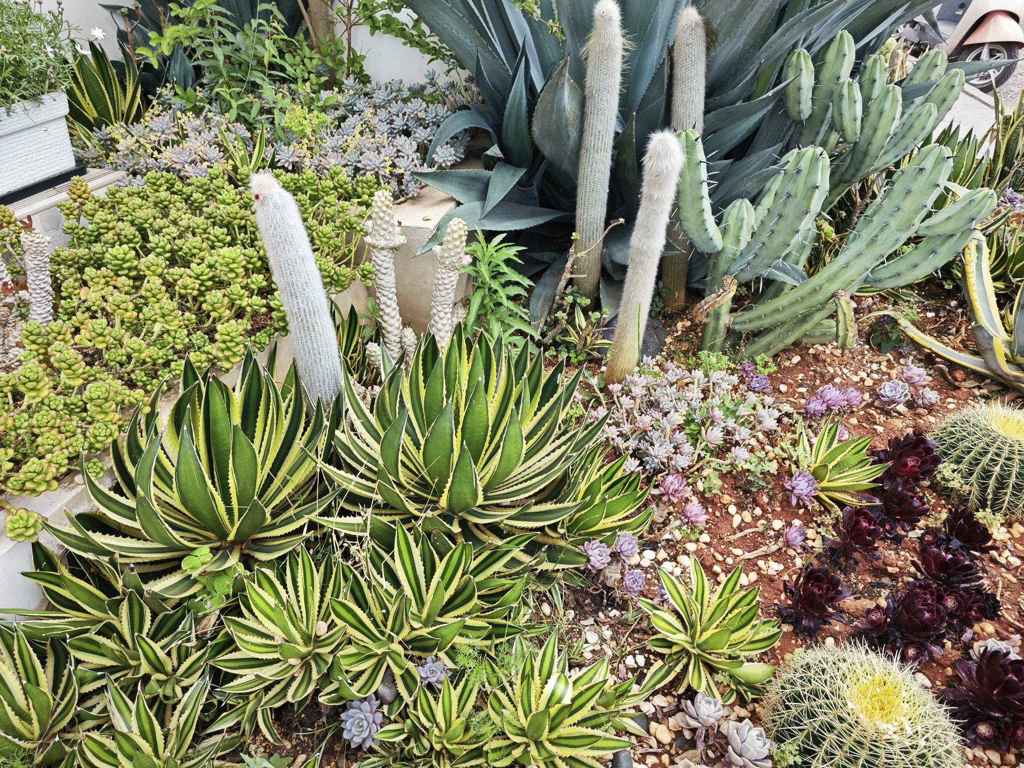 FAQ sur les agaves du Mexique