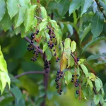 baies alisier arbre
