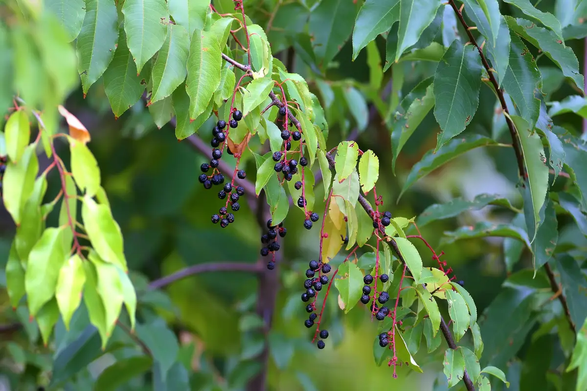 baies alisier arbre