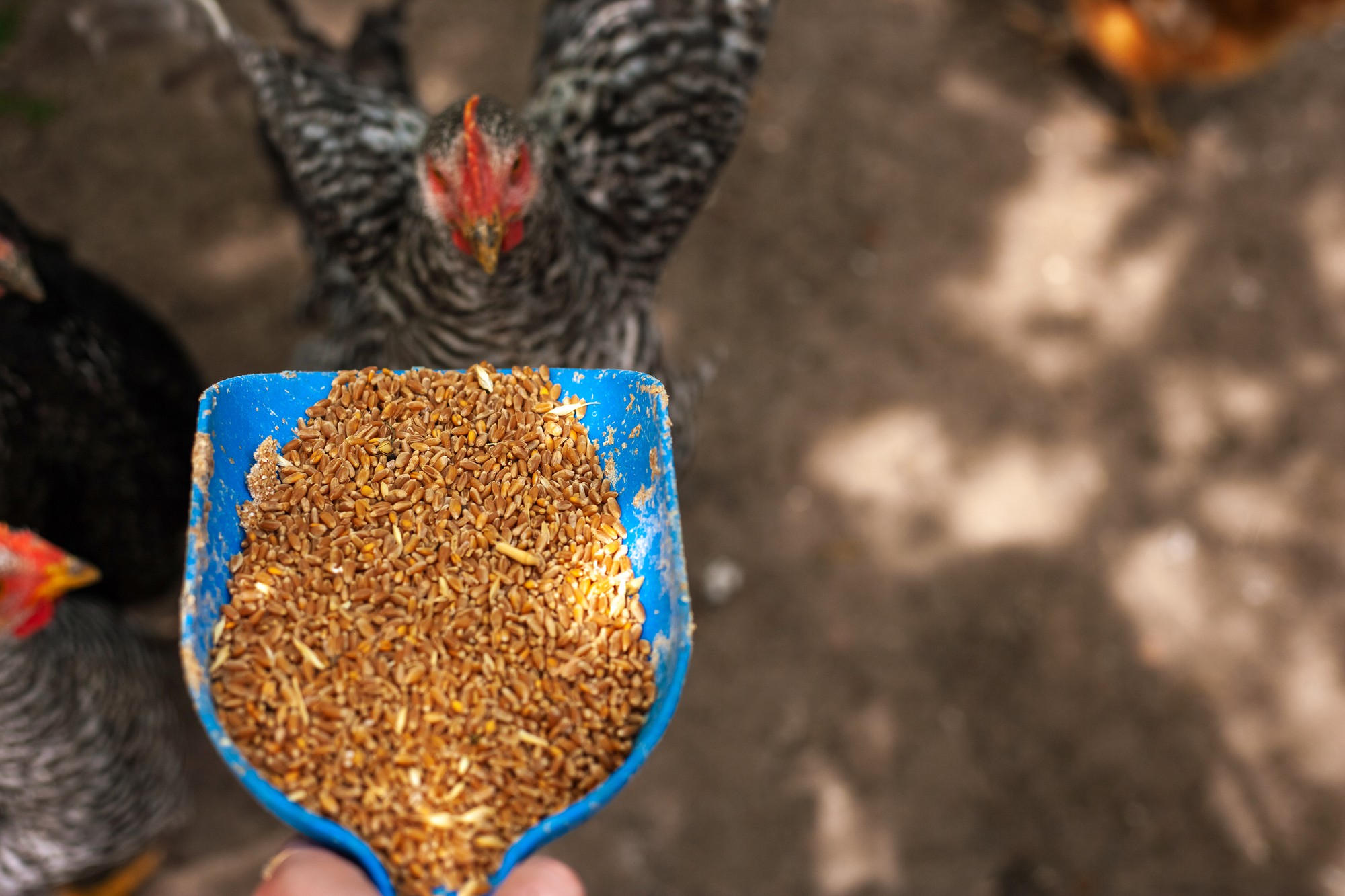 Comment composer une bonne nourriture pour poules pondeuses ?