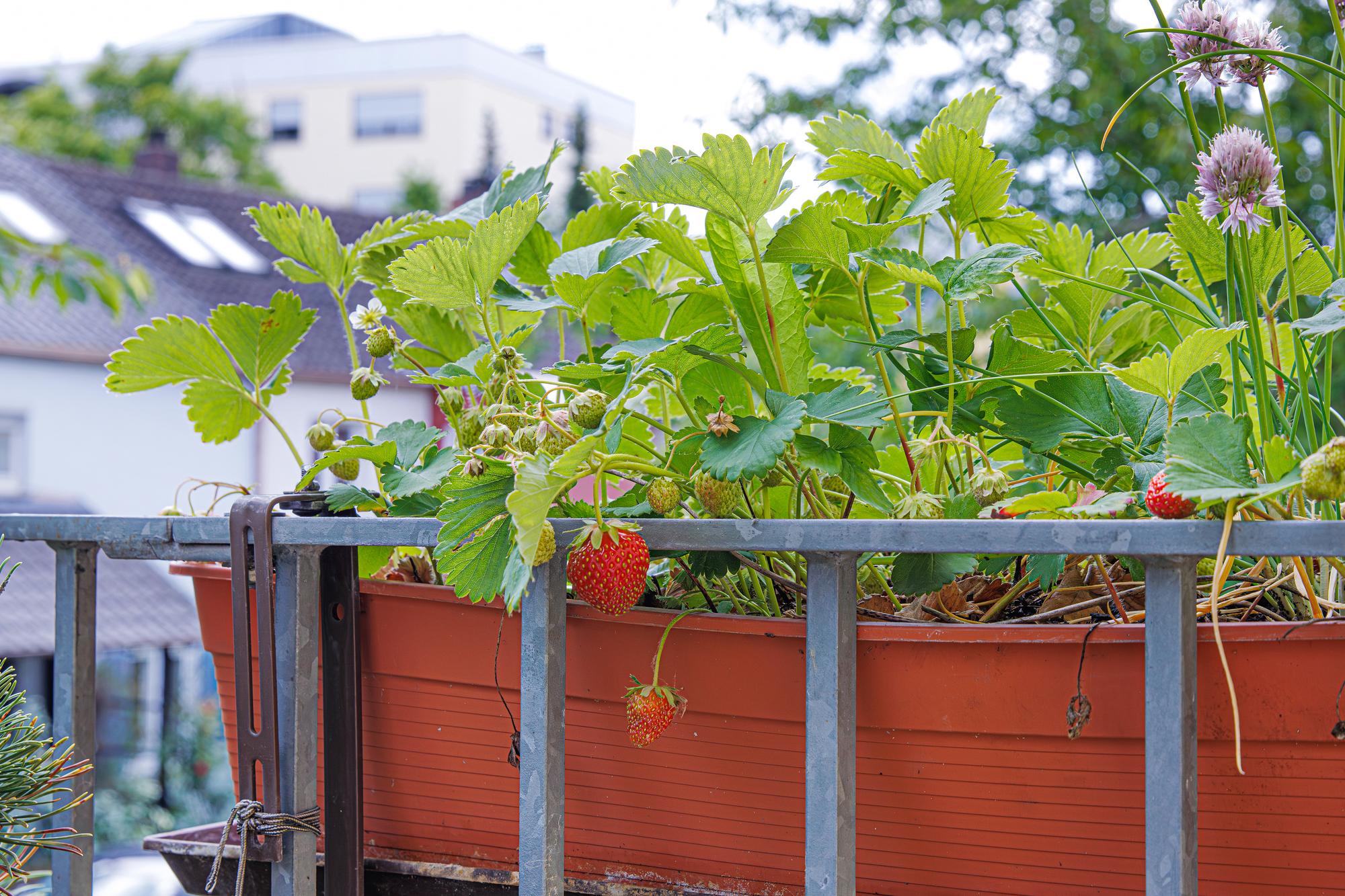 FAQ – planter et garder un framboisier en pot