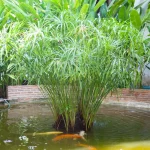 bambou arrosoir jardin