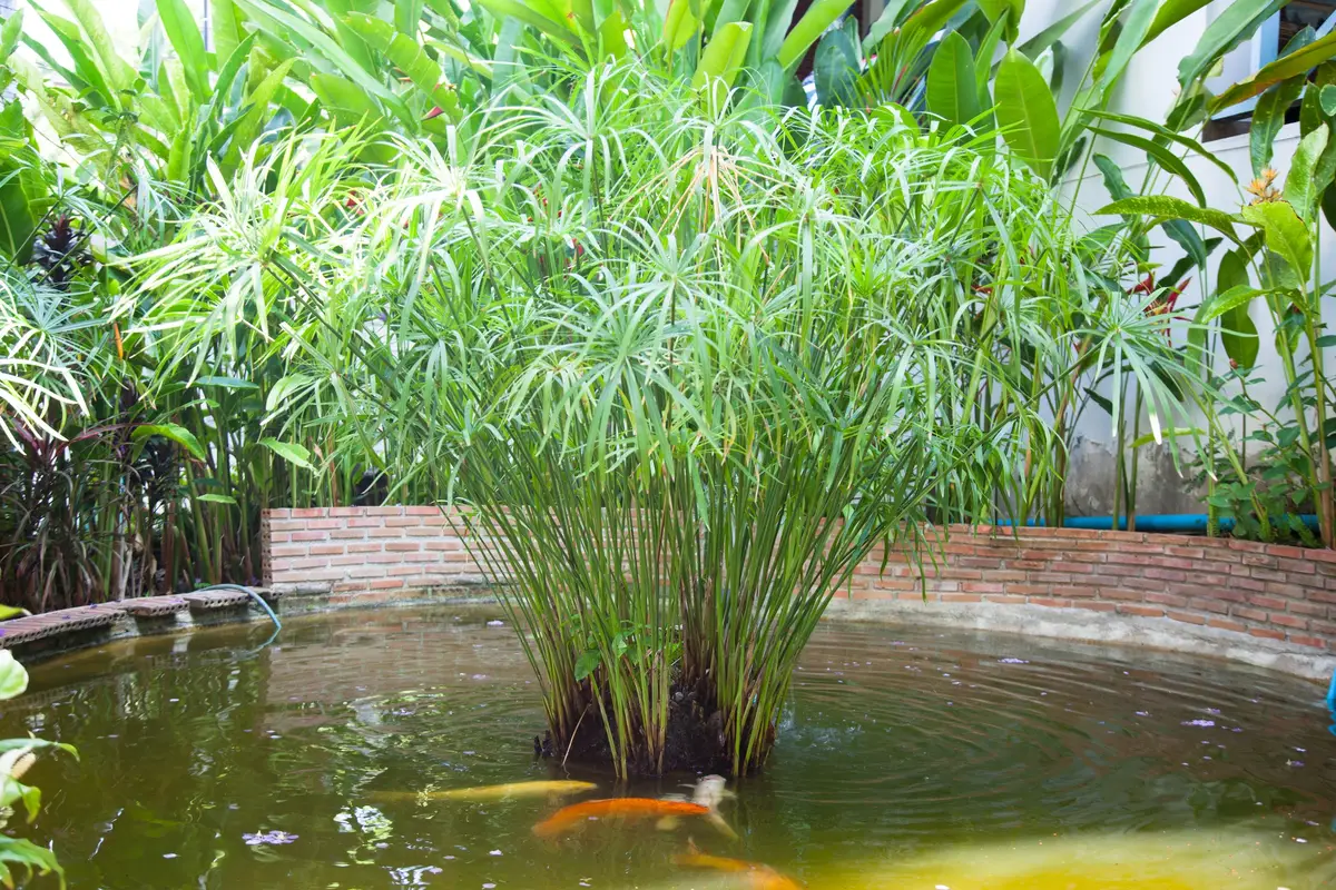 bambou arrosoir jardin