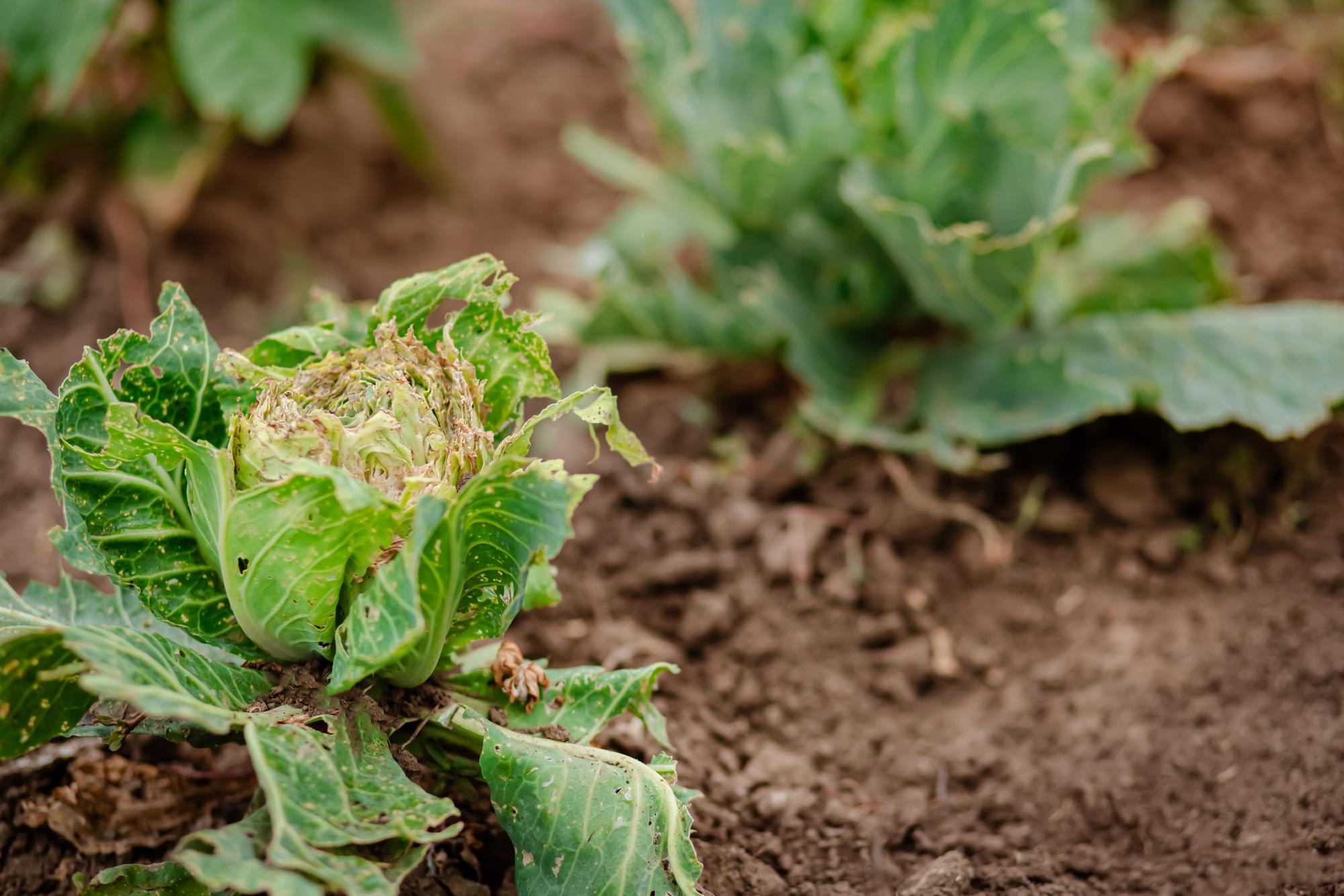 Quels sont les principaux ennemis des choux au potager ?