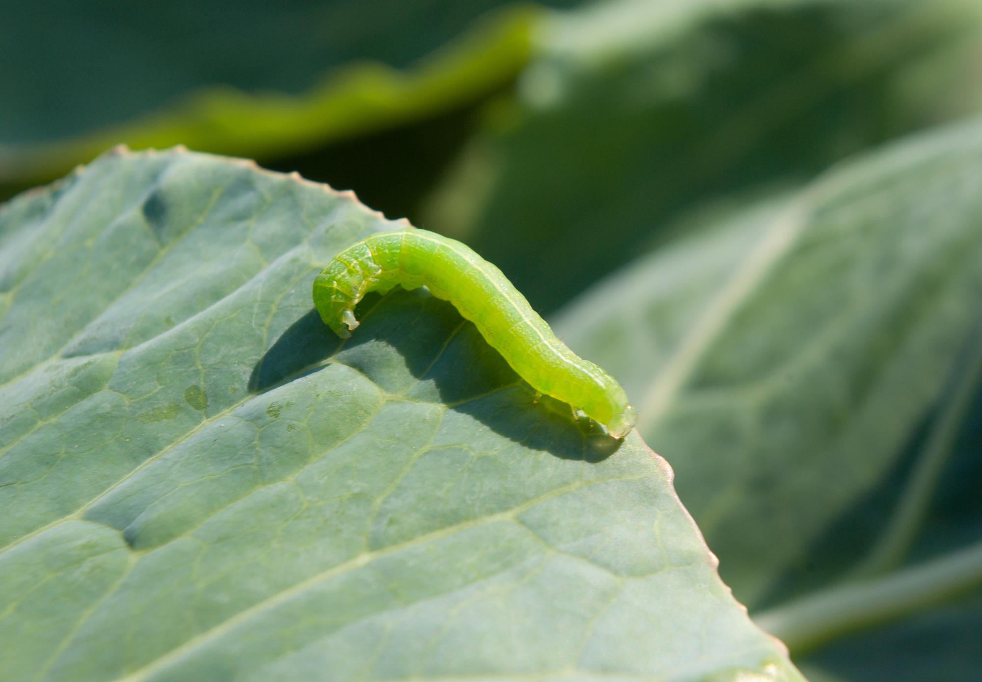 Piéride, noctuelle, pucerons… comment gérer les ravageurs des feuilles ?