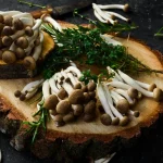 champignons peuplier souche