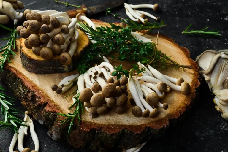 champignons peuplier souche
