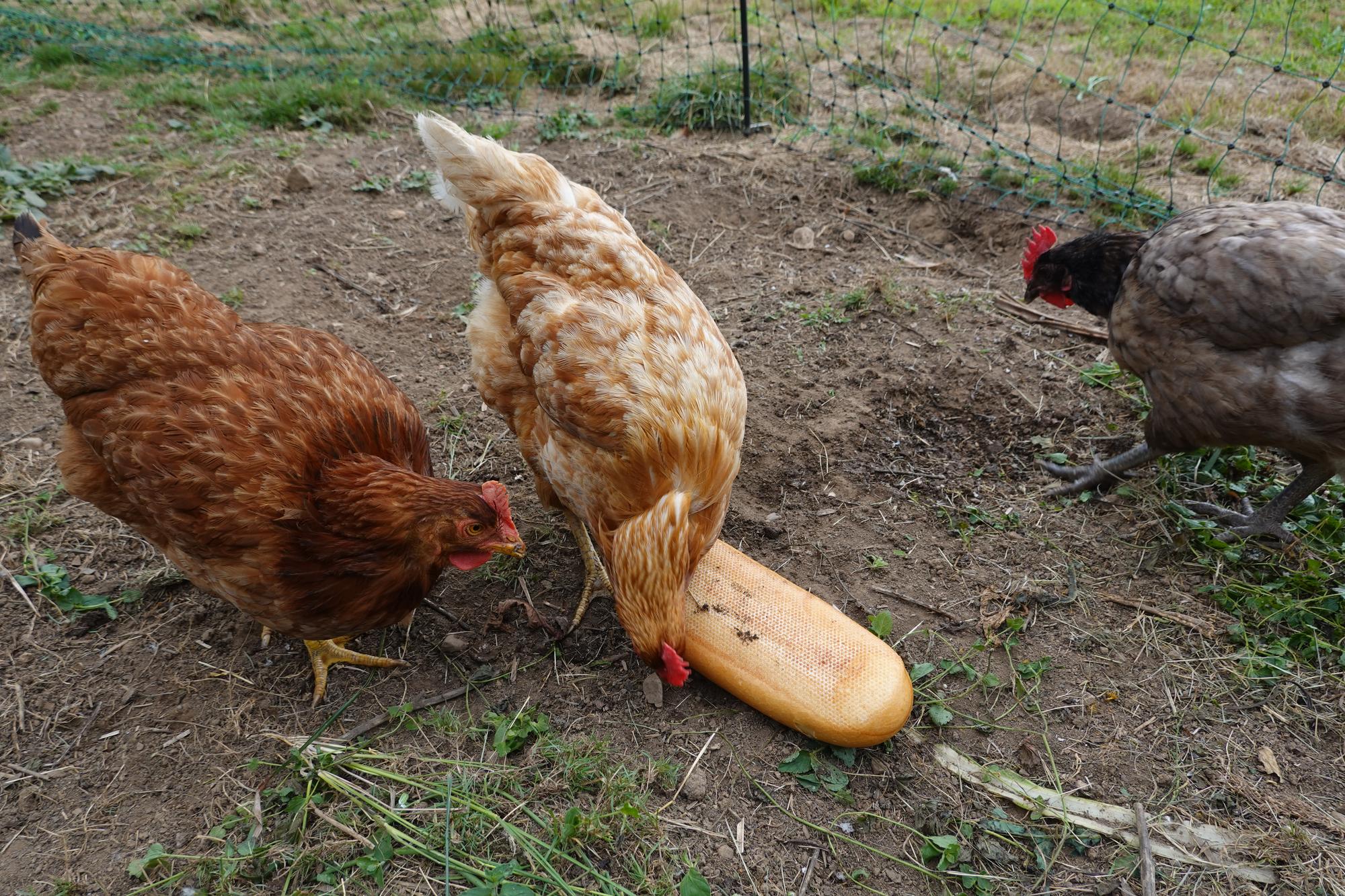 Pain pour les poules : bonne idée ou risque caché ?