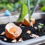 coquilles oeufs potager