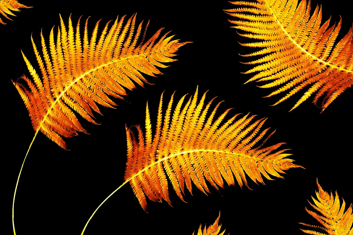 cycas feuilles jaunes