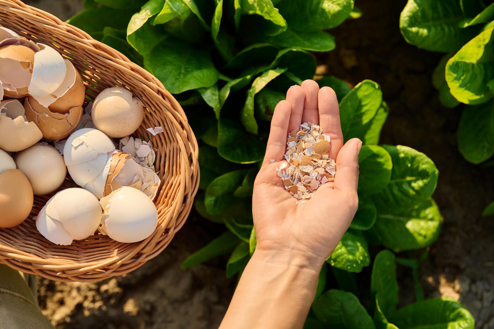 Pourquoi utiliser la coquille d’œufs comme engrais ?