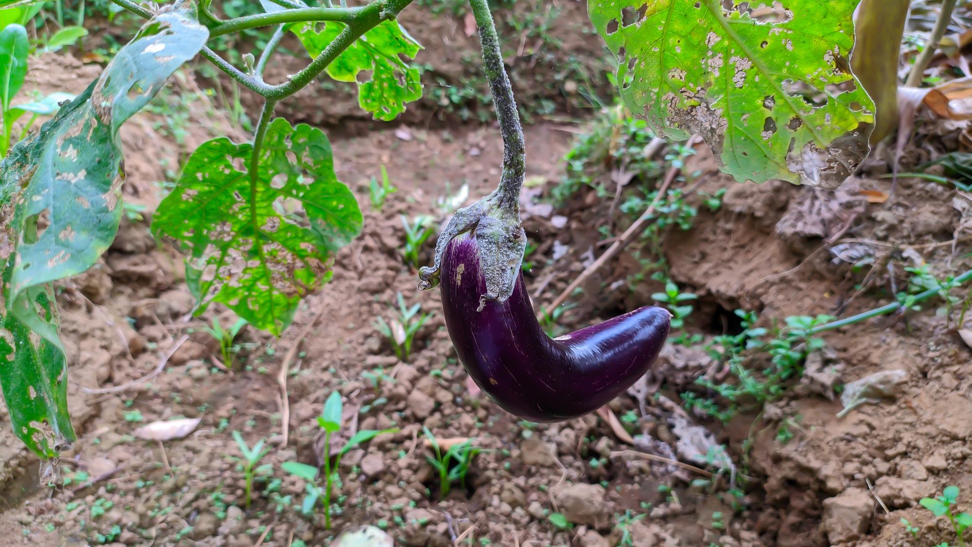 Quand planter l’aubergine selon ta région ?