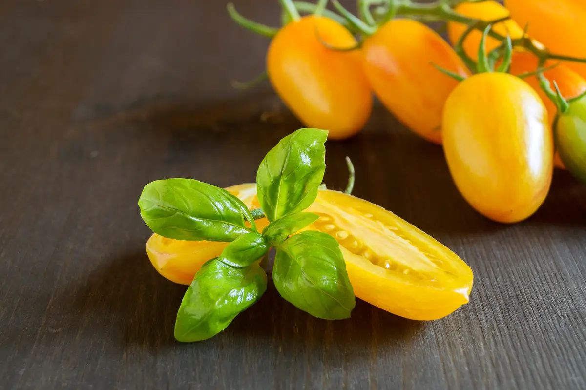 feuilles tomates jaunes