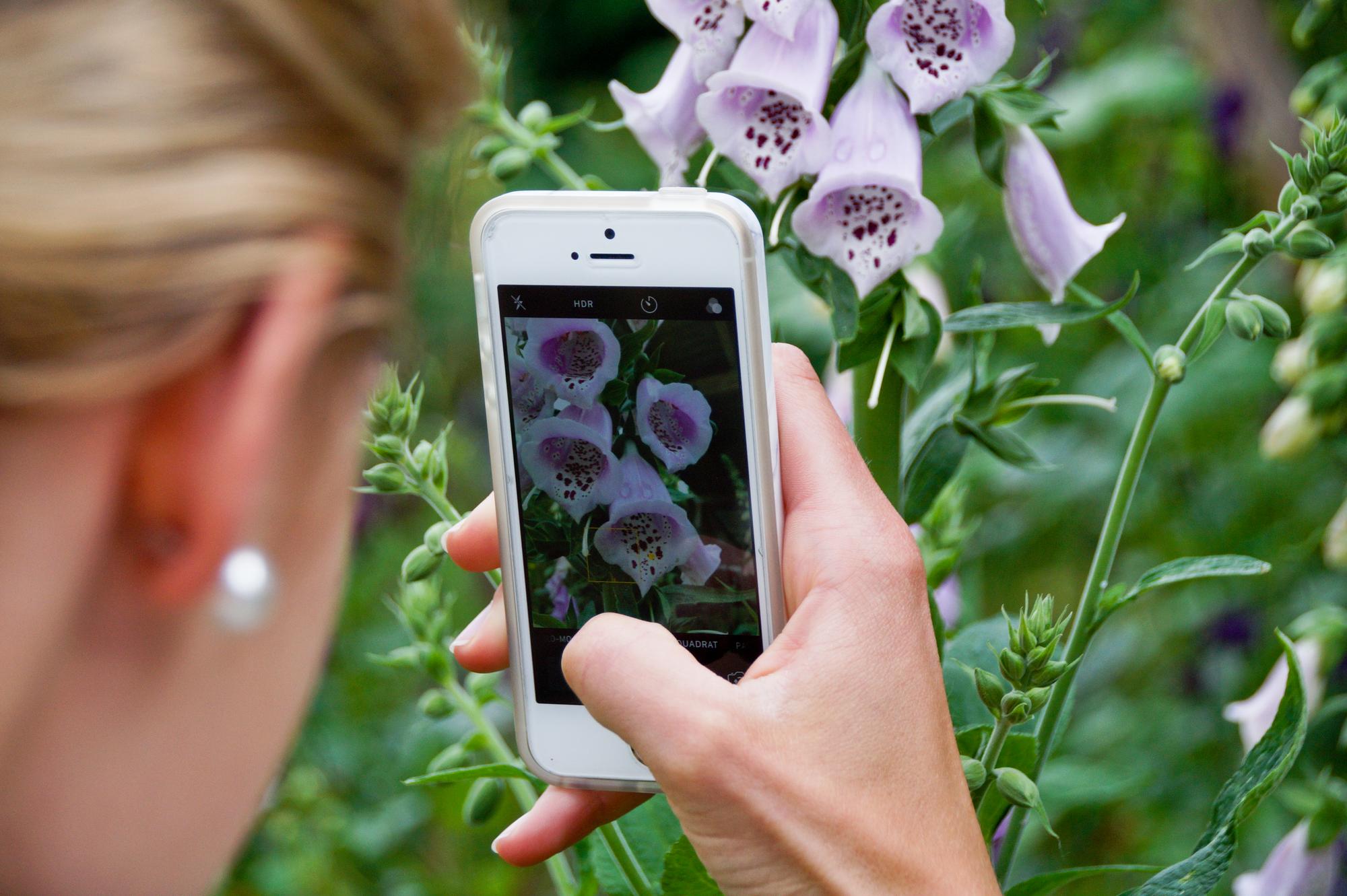 Comment fonctionne une application pour reconnaître les fleurs ?