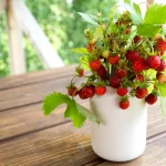 framboisier pot terrasse