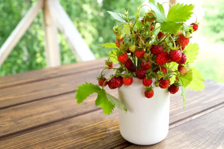 framboisier pot terrasse