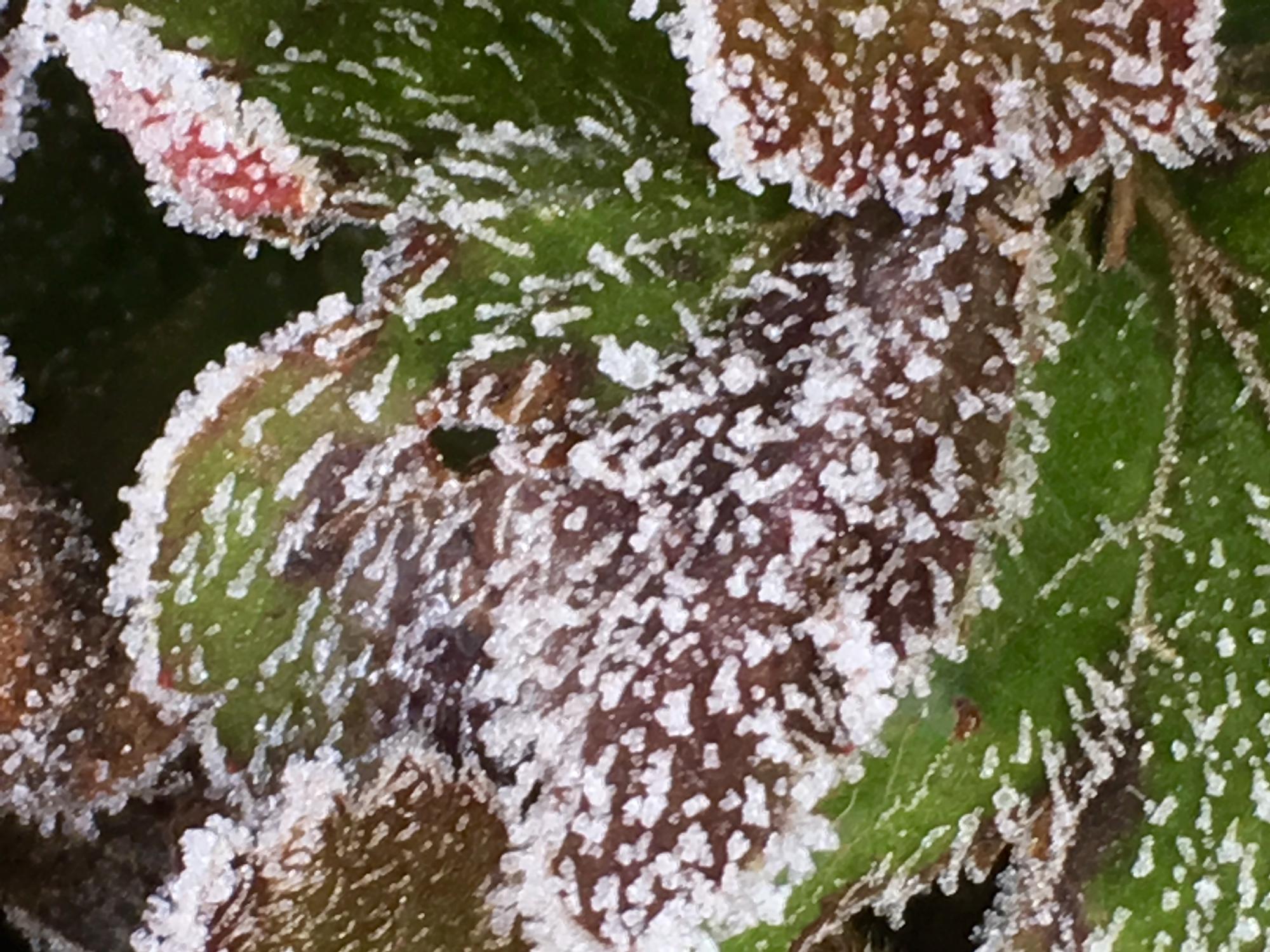 Quand le froid ou le gel abîment le cycas