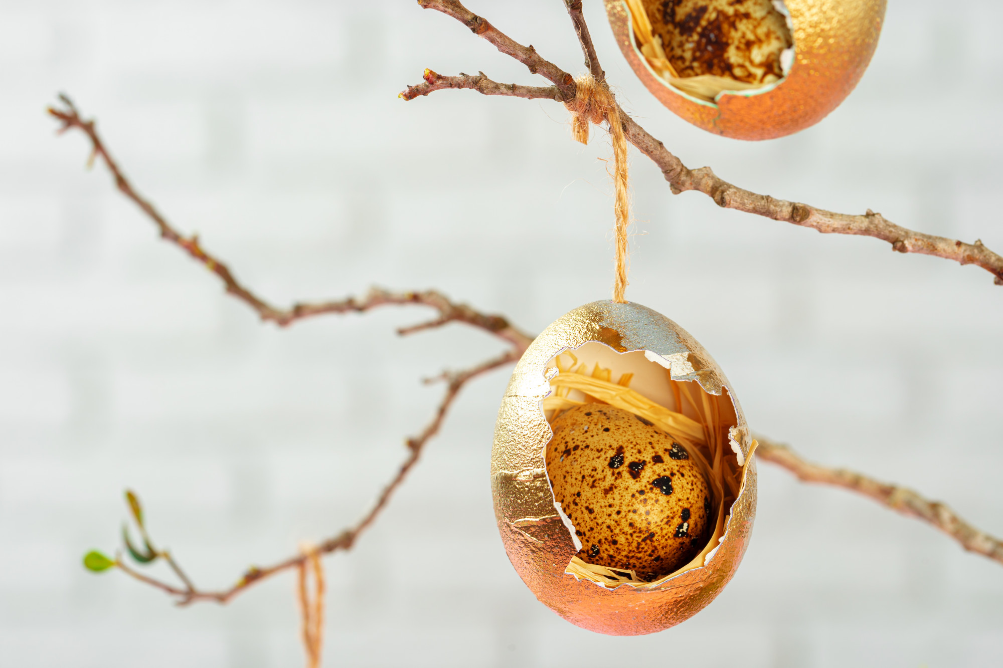 Pourquoi mettre des coquilles d’œufs au pied des arbres fruitiers ?