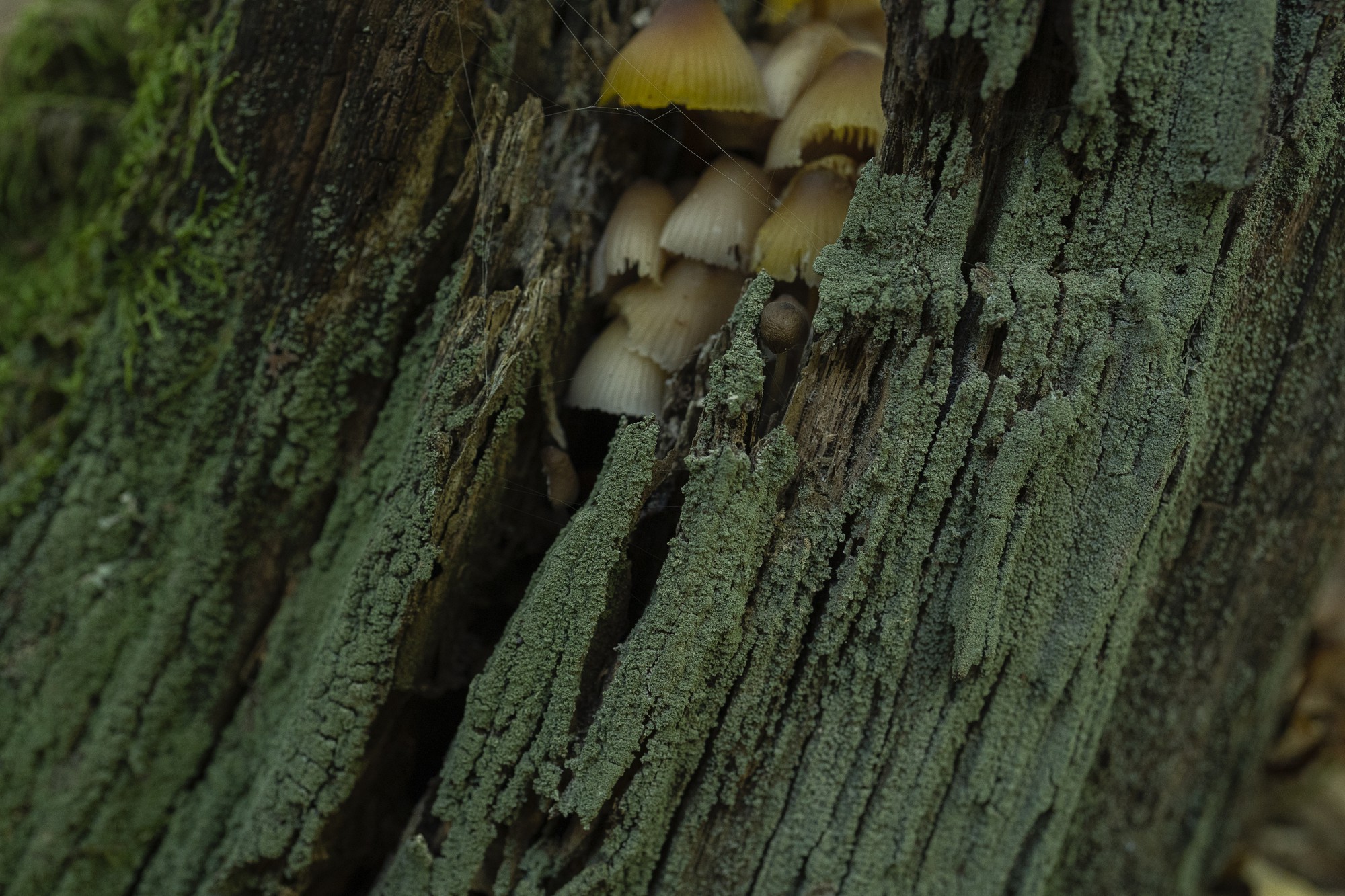 Champignons sur les arbres : pourquoi ils poussent là, et est-ce grave ?