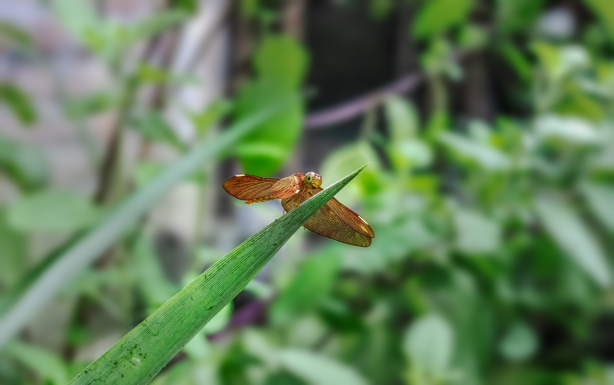 Quels sont les principaux insectes verts volants au jardin&nbsp;?