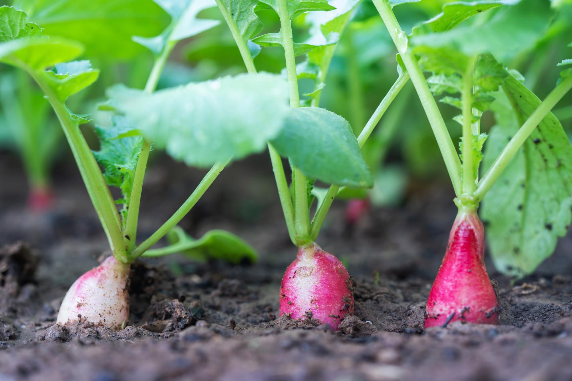 Comment faire grossir les radis sans les rendre piquants ?