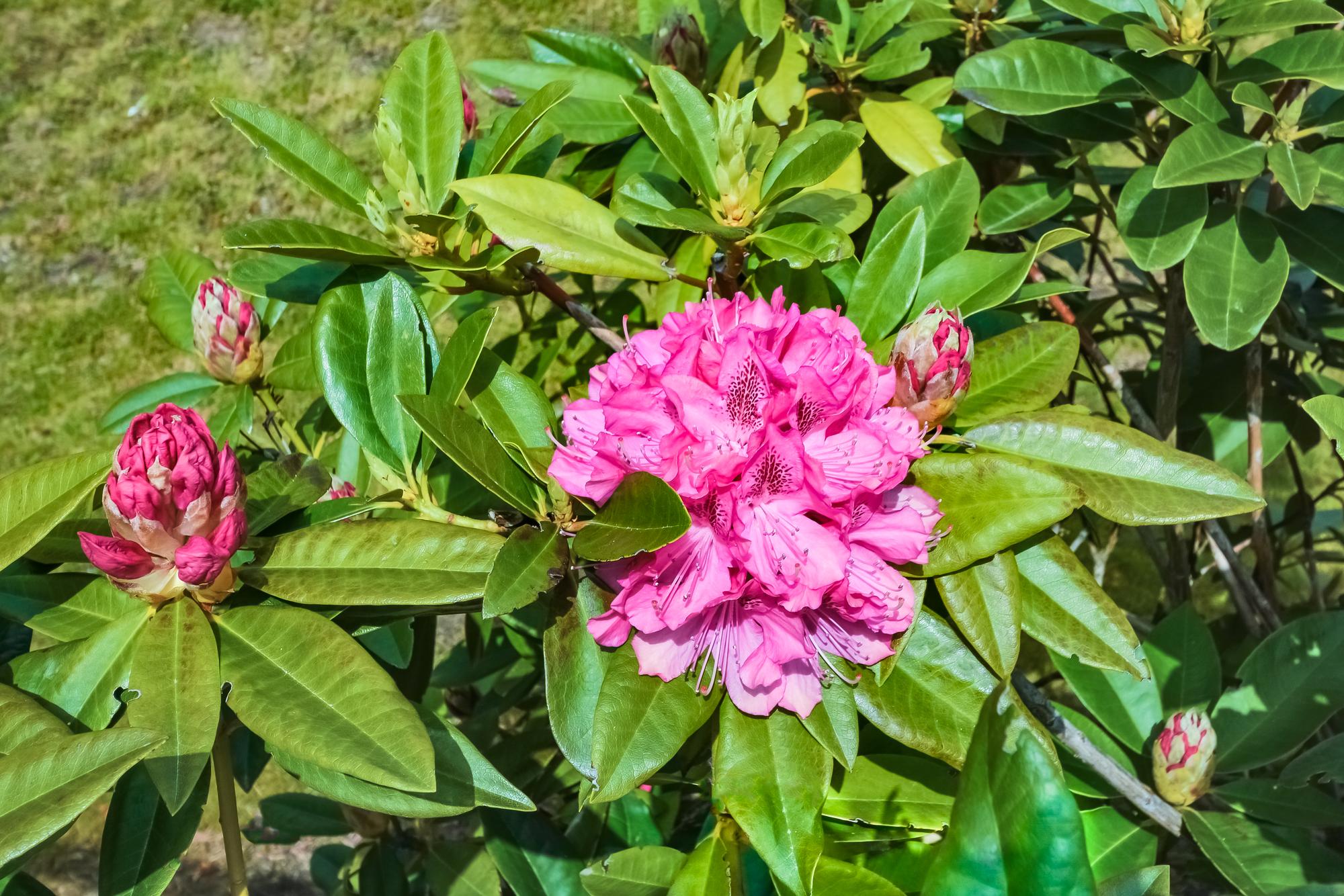 Comment savoir si ton rhododendron est malade ?