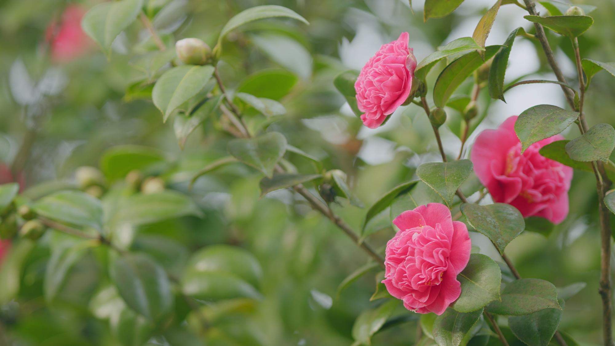 À quoi sert la taille des rosiers ?
