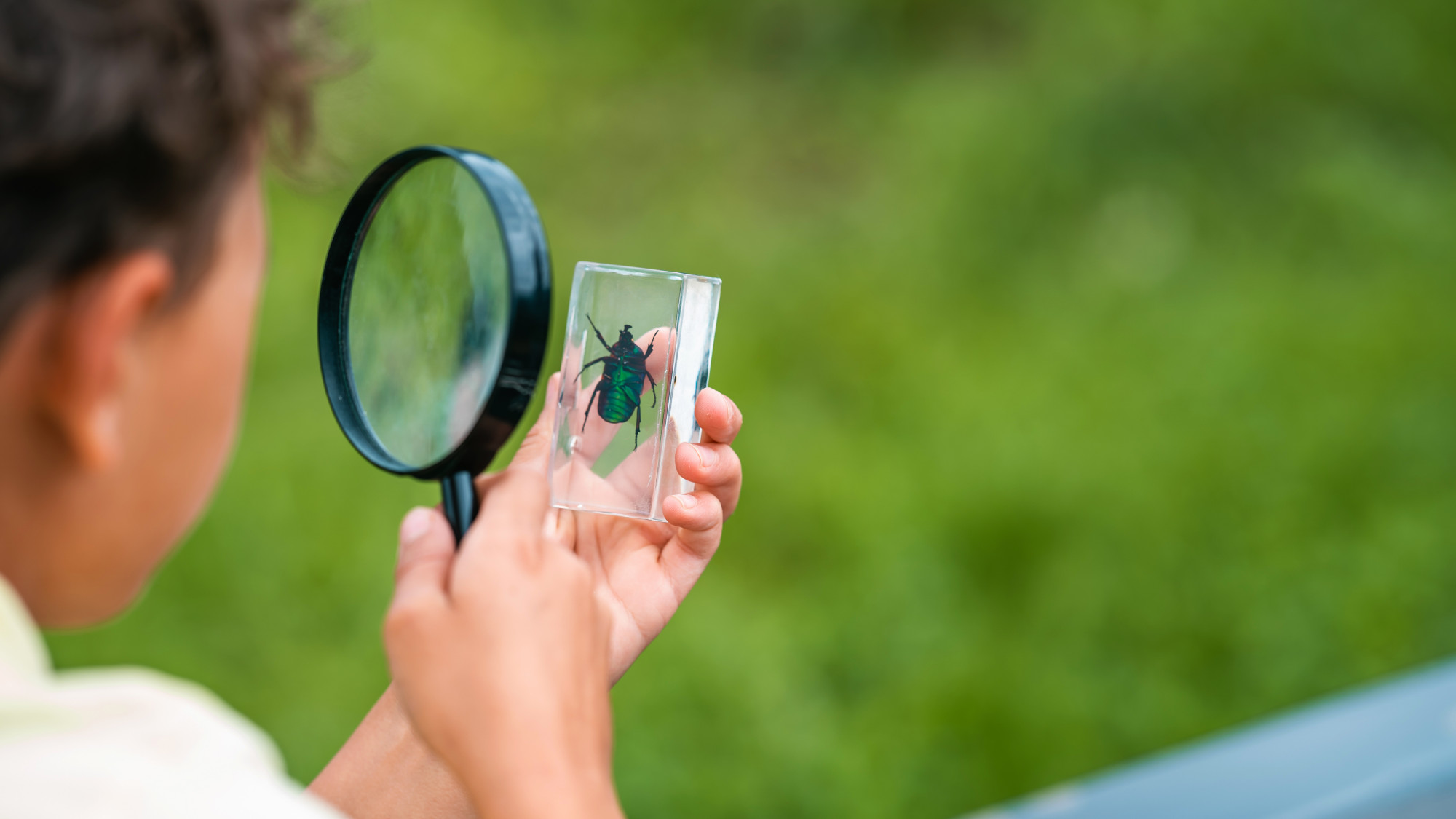 Comment classer et reconnaître un insecte vert inconnu&nbsp;?