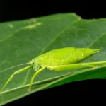 insecte vert feuille