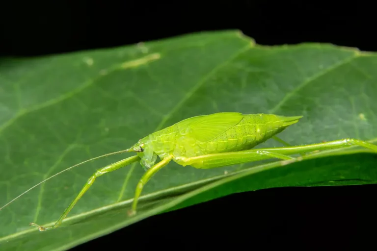 insecte vert feuille