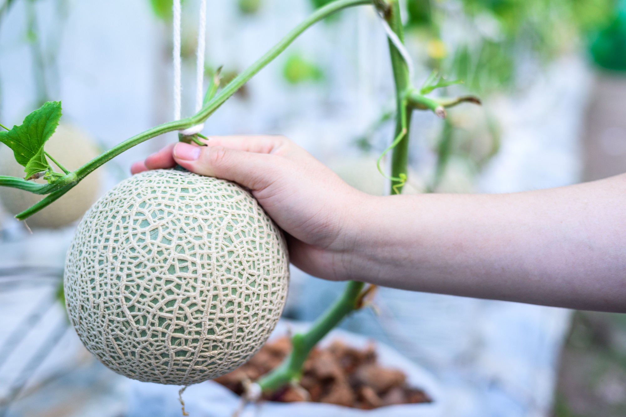Comment entretenir un plant de melon après le semis ?