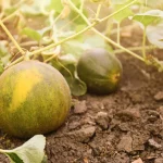 melon seedlings potager